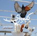 تصویر  كفتر بازي (عشق بازي به سبك ايراني)