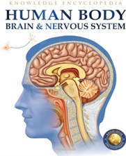 تصویر  Human Body (Brain And Nervous System)