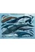 تصویر  پازل 1000 Whales & Dolphins (6000-0082)